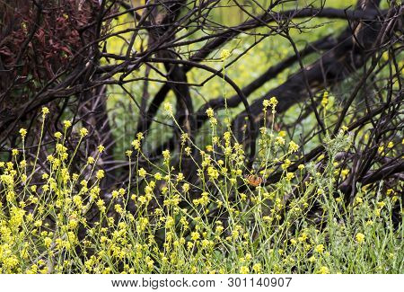 Single Orange Butterfly In Field Of Yellow Mustard Wildflowers Are New Life Taking Over Black Burned