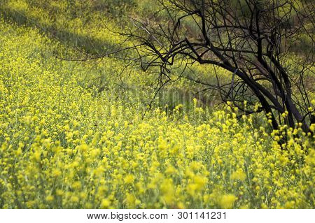 Yellow Superbloom Of Wild Mustard Flowers And Orange Painted Lady Butterflies Cover Burned Hillside 