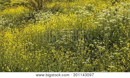 Wildflowers Bloom Covering A California Hillside That Burned Previously.  Bright Yellow White And Pu