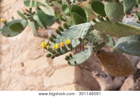 Blooming Cactus With Prickles And Yellow Flowers