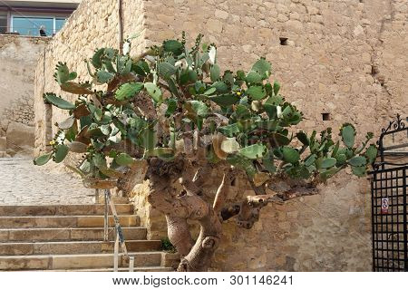 Blooming Cactus Tree With Prickles And Yellow Flowers