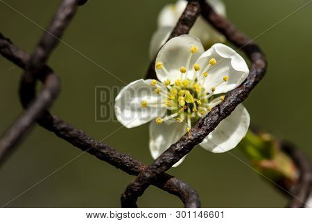A Beautiful, White Cherry Flower (prunus Subg. Cerasus) In The Spring Sunshine Behind An Old, Rusty,