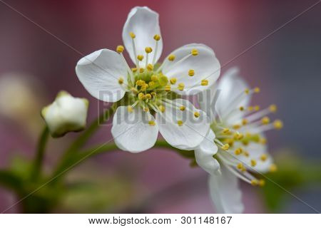 Beautiful White Flowers Of Cherry (prunus Subg. Cerasus), On Unsharp, Delicate Coral-blue Background