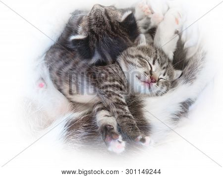 A Little Cute Tabby Kitten Is Sleeping Next To His Mom