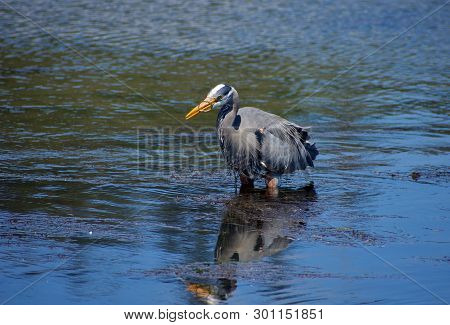 Great Blue Heron Holds A Pipefish In Its Beak, Caught In The Tidal Waters Of Esquimalt Lagoon, Vanco