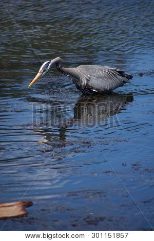 Neck Coiled And Ready To Strike, A Great Blue Heron Hunts For Fish In Esquimalt Lagoon, Vancouver Is