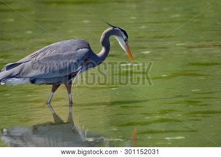 Great Blue Heron Hunts For Fish In Green Tide Pool
