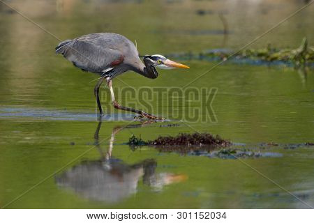 Great Blue Heron Stalks Across Green Water, Its Eye Fixed On Prey