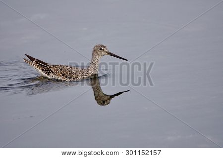 Greater Yellow Legs Swims Across A Shallow Tide Pool At Cattle Point, Southern Vancouver Island, Bri