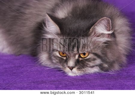 灰色のペルシャ猫