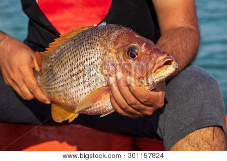 Fisherman Holding Medium Size Snapper Fish After Catch Form The Sea.