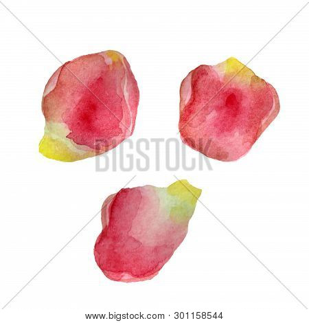 Flowers Watercolor Illustration. Tender Pink Petals On A White Background.