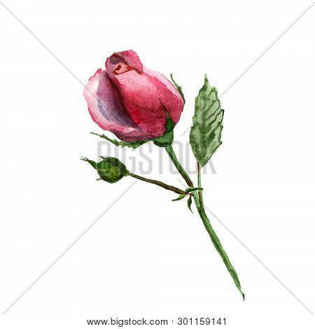 Flowers Watercolor Illustration. A Tender Pink Rosa On A White Background.
