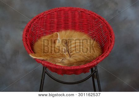 Orange Tabby Kitten Curles Up In Red Whicker Chair On Gray Background