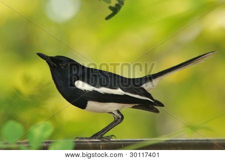 Oriental Magpie Robin