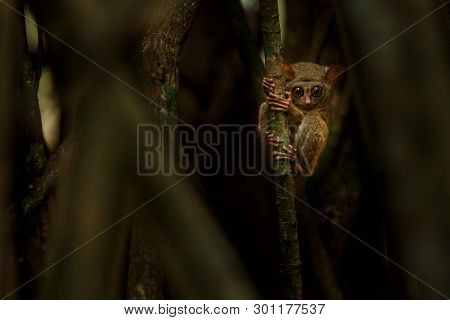 Spectral Tarsier, Tarsius, Portrait Of Rare Endemic Nocturnal Mammal Trying To Catch And Eat Grassho