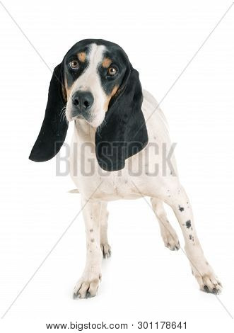 Schweizer Laufhund In Front Of White Background
