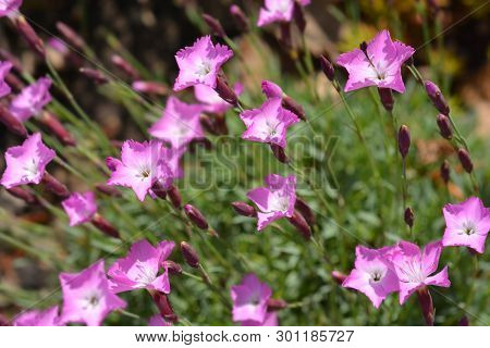 Cheddar Pink Carmineus - Latin Name - Dianthus Gratianopolitanus Carmineus