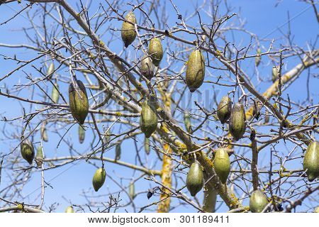 Chorisia Tree Fruits Against Blue Sky Closeup Macro Photo