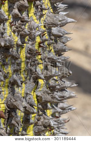 Chorisia Tree Trunk With Aggressively Sharp Thorns Closeup Macro Photo