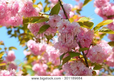 Luisean Three-bladed (latin. Louiseania Triloba), Or Three-bladed Almond (latin. Amygdalus Triloba)