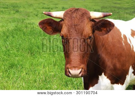 Portrait Of A Beautiful Young Simmental Cow On A Green Pasture, Looking At Camera