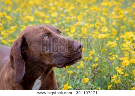 Beautiful Brown Braco German Shorthair in a bloosom meadow