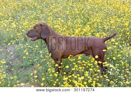 Beautiful Brown Braco German Shorthair in a bloosom meadow