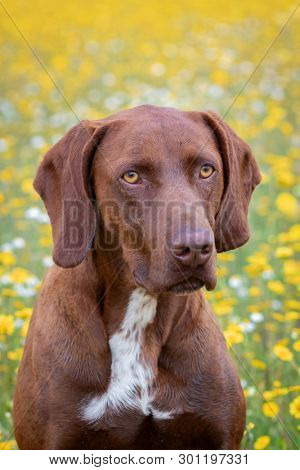 Beautiful Brown Braco German Shorthair in a bloosom meadow