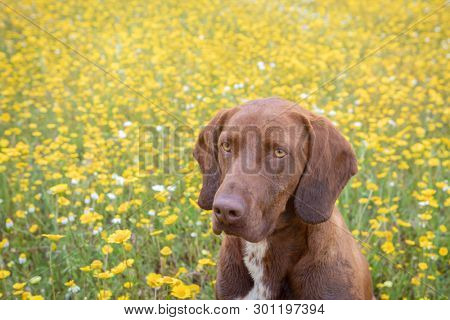 Beautiful Brown Braco German Shorthair in a bloosom meadow