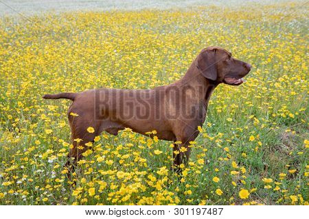 Beautiful Brown Braco German Shorthair in a bloosom meadow