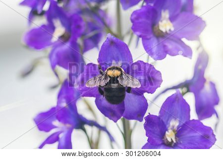 A Macro Shot Of A Bumble Bee Collecting Pollen From A Beautiful Flower.