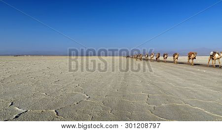 Camel Caravan Across Danakil Desert, Ethiopia, Africa