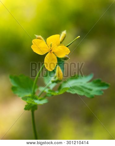 Greater Celandine (chelidonium Majus)  On Blurred Background