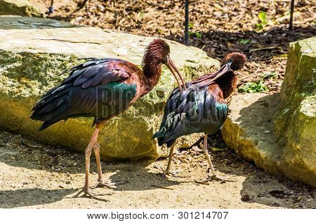Couple Of Glossy Ibises Preening Each Others Feathers, Birds Taking Care Of Each Other, Typical Bird