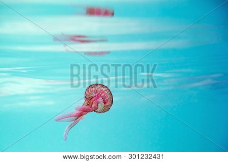Pink Jellyfish Swimming In A Turquoise Sea Near The Surface, Pelagia Noctiluca, Luminescent Acalefo.