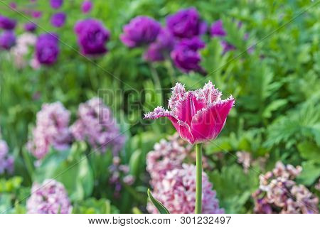 Pink Tulip With White Fringe. Gesner's Tulip With A Fringed.