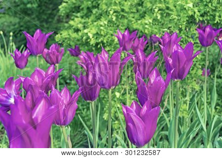 Violet Tulips In The Form Of Lilies. Gesner's Tulip From The Lily Family.