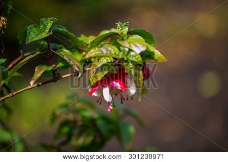 Fuchsia Magellanica, Madame Cornelissen, Macro Shot, In The Garden, Spring
