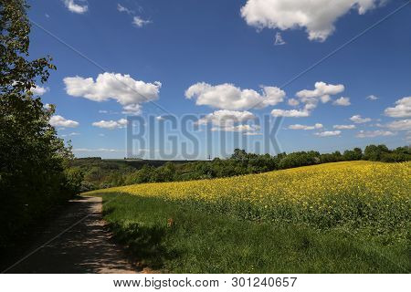 Cultivated Yellow Colorful Raps Field In Germany