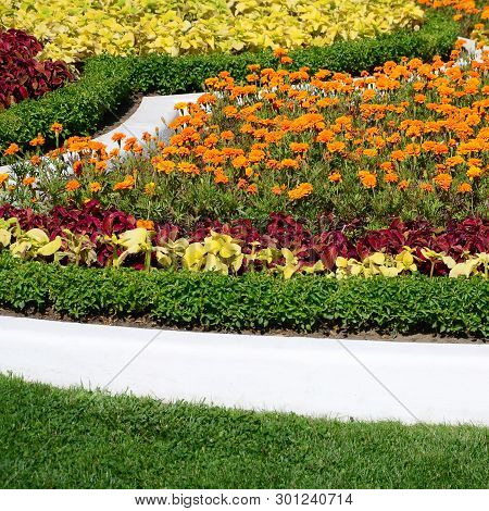 Coleus Flowerpot. Beautiful Perspective Of Natural Coleus Plant Leaves