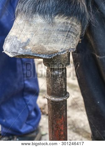 Waist Keratin After Hooves Modulation. The Blacksmith Hoof Trimming Is Necessary Procedure For Right