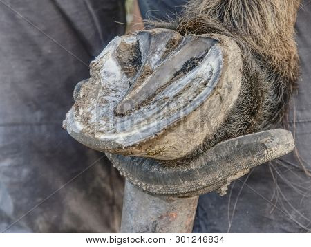 Horse Hoof Cleaning. Blacksmith Using Rasp, Hoof Knife And Hoof Cut Nippers.