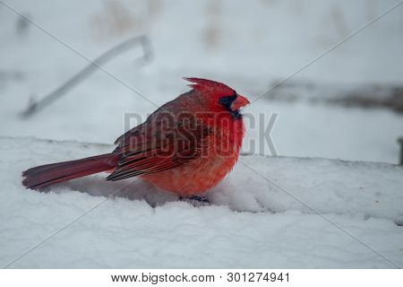 A Male Cardinal Sits In The Snow In Southwest Missouri On A Winter Day. Bokeh Effect.