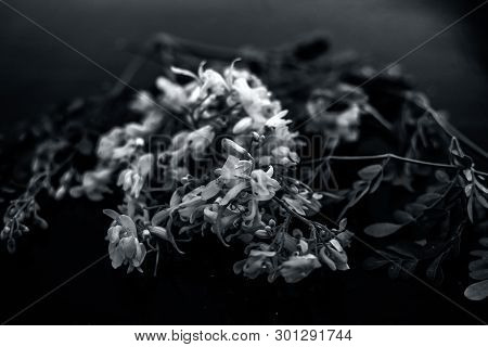 Ayurvedic Herb Drumstick Flowers Along With Some Leaves On Wooden Surface.