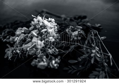 Ayurvedic Herb Drumstick Flowers Along With Some Leaves On Wooden Surface.