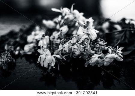 Ayurvedic Herb Drumstick Flowers Along With Some Leaves On Wooden Surface.