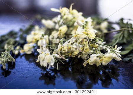 Ayurvedic Herb Drumstick Flowers Along With Some Leaves On Wooden Surface.