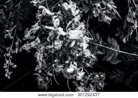 Ayurvedic Herb Drumstick Flowers Along With Some Leaves On Wooden Surface.