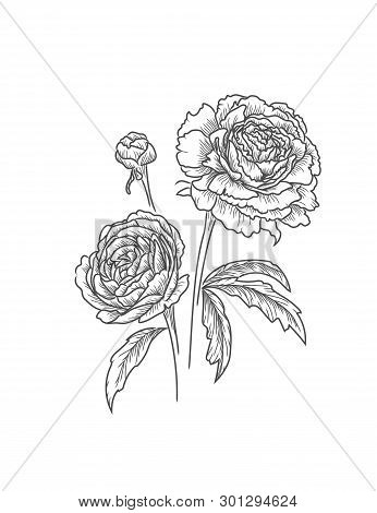 Peonies Flower Isolated. Beautiful Black Vector Illustration Drawing.